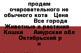 продам очаровательного не обычного кота › Цена ­ 7 000 000 - Все города Животные и растения » Кошки   . Амурская обл.,Октябрьский р-н